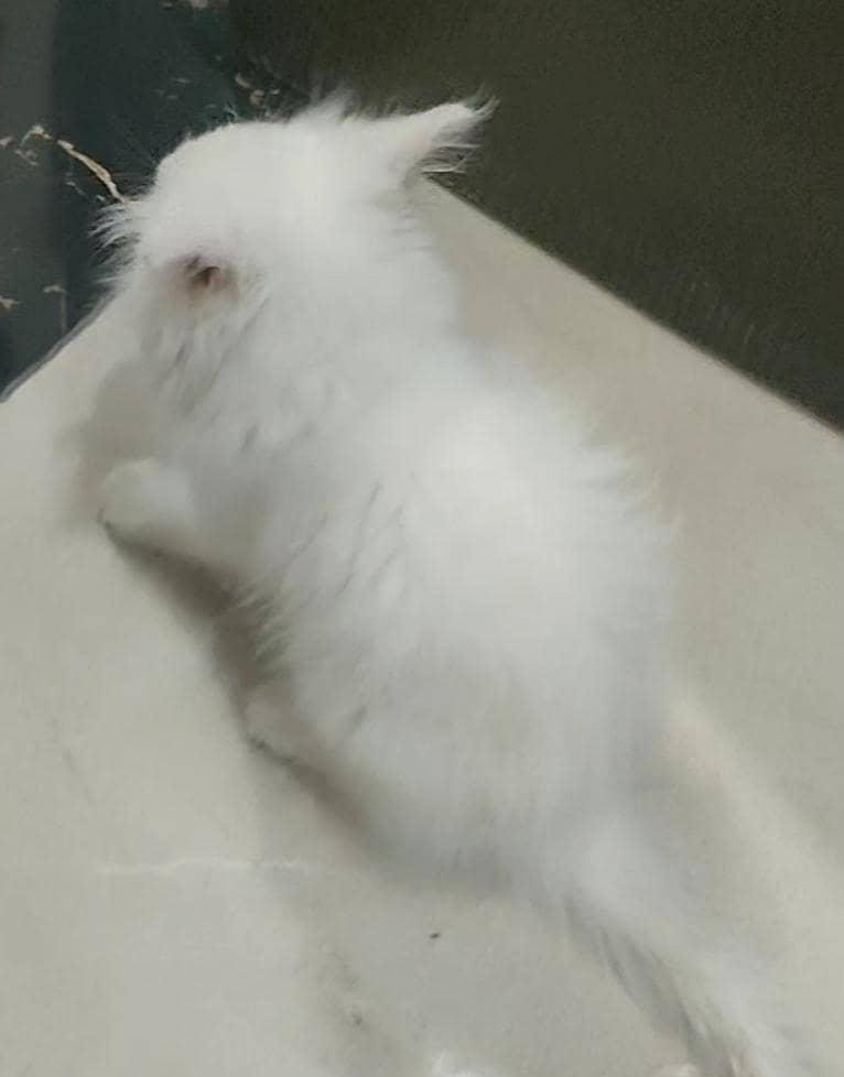 Parsian Kitten 5