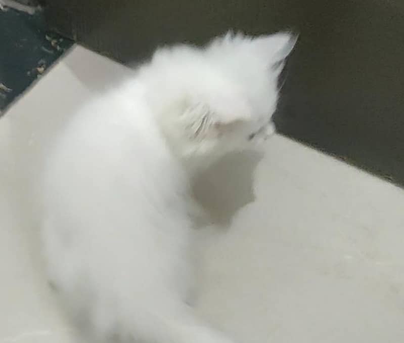 Parsian Kitten 6