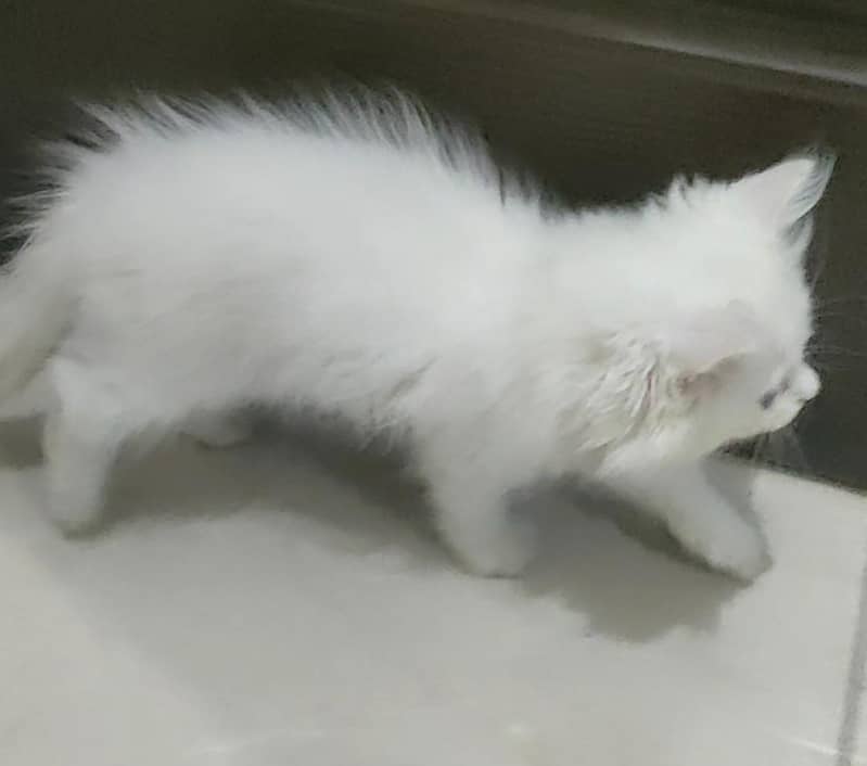 Parsian Kitten 7