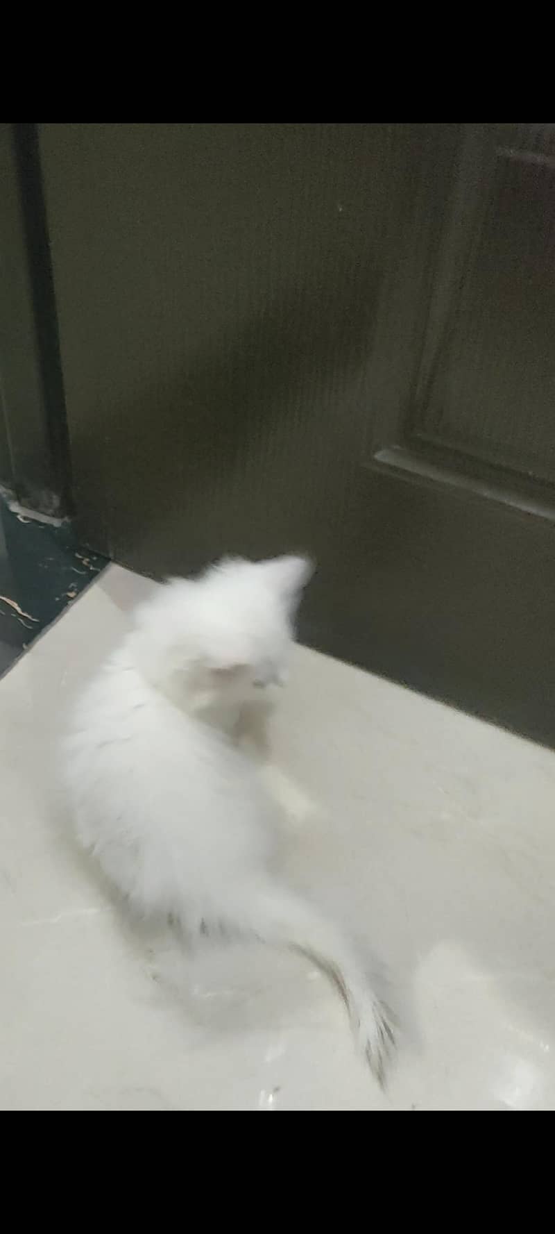Parsian Kitten 8
