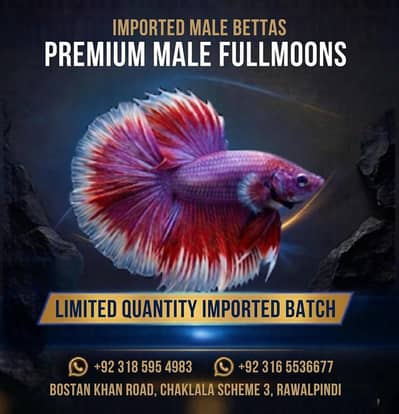 Premium Fullmoon Betta