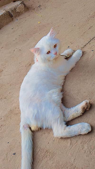 Male persian cat