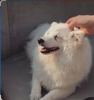 long hear secorty dog