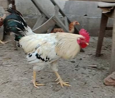 rooster