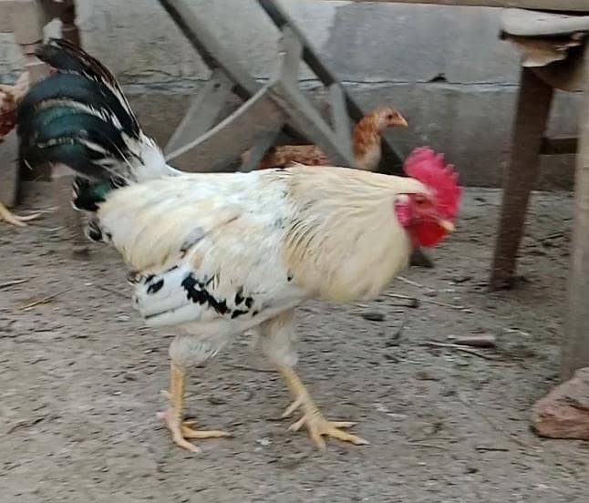 rooster 0