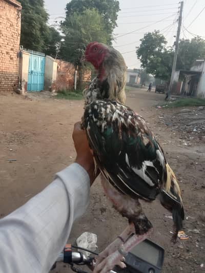 Aseel Jawa Murgha for SALE Sargodha.