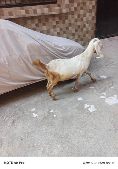 urgent sale please