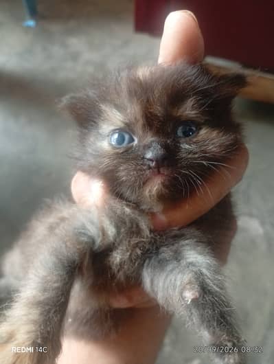 Percian caat kittens
