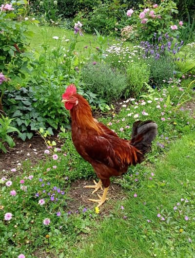 Healthy & active Aseel cross Desi murga age-8 month-ready for breeding