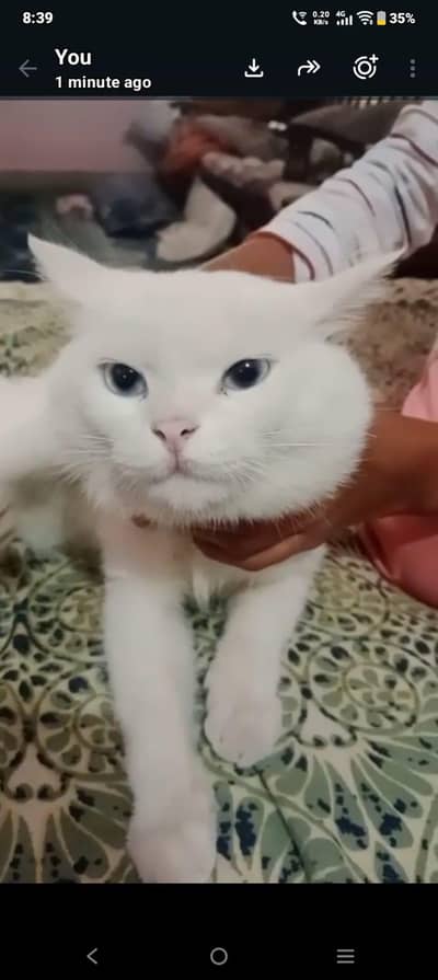 hair chota ha white hair and blue eyes