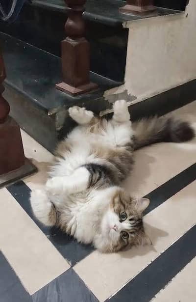 beautiful Persian cat