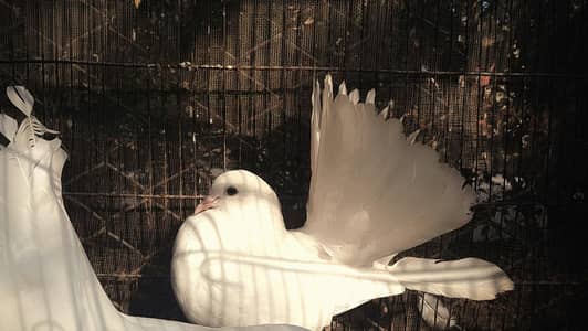 Beautiful white Lakka pigeon