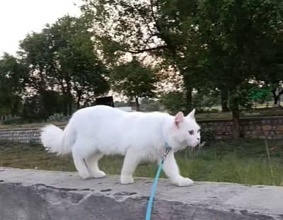 Cat for sale