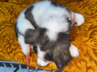 healthy active playful male cat n Russian puppy for sale