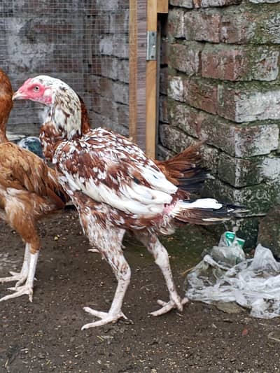 pure aseel hens heera murga and mianwali murgi k cross ma h pure cheez