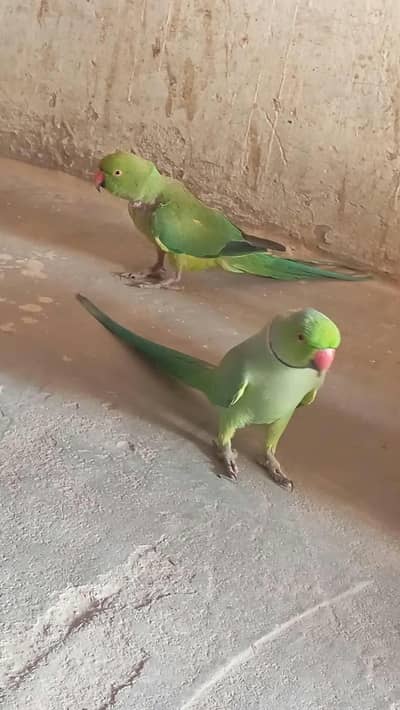 Fore sale Green parrot