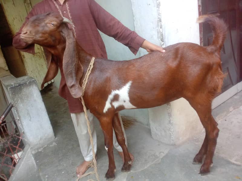 ایک بکری 3 سال کی ایک پھٹ ایک ہفتہ کی گبن اور ایک جوڑی چھ ماہ کی 6