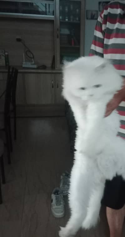 Pure White Persian Male - 1.5 Year - Vaccinated - Triple Coate
