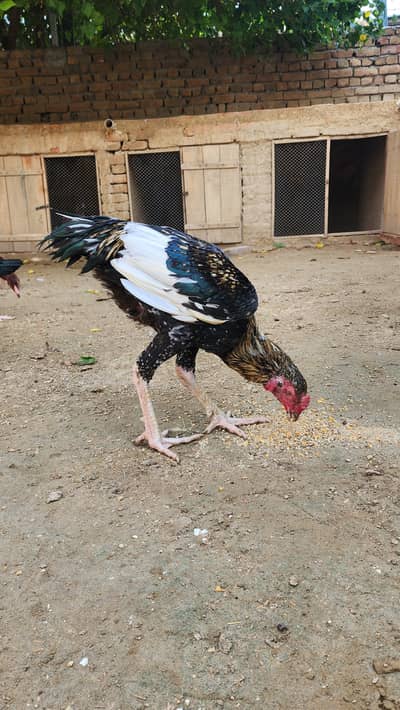 Aseel Murga for sale 7000 Rs