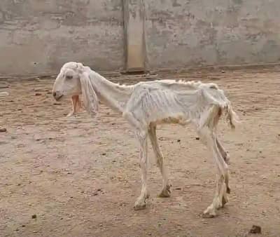بکری برائے فروخت