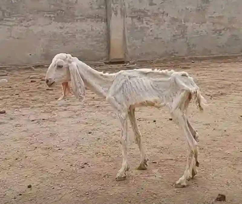 بکری برائے فروخت 0