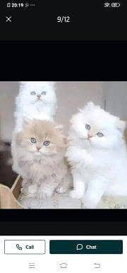 Persian cat for sale male or female my WhatsApp03=42=79=507=34
