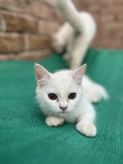 Litter train cat