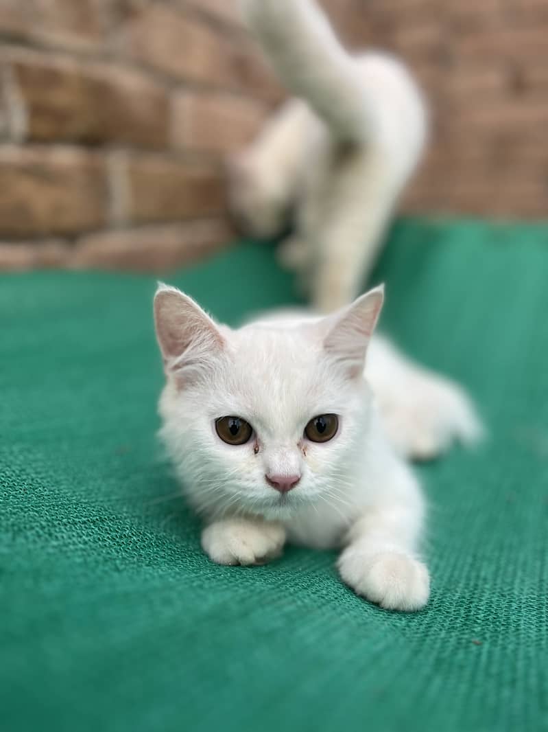 Litter train cat 0