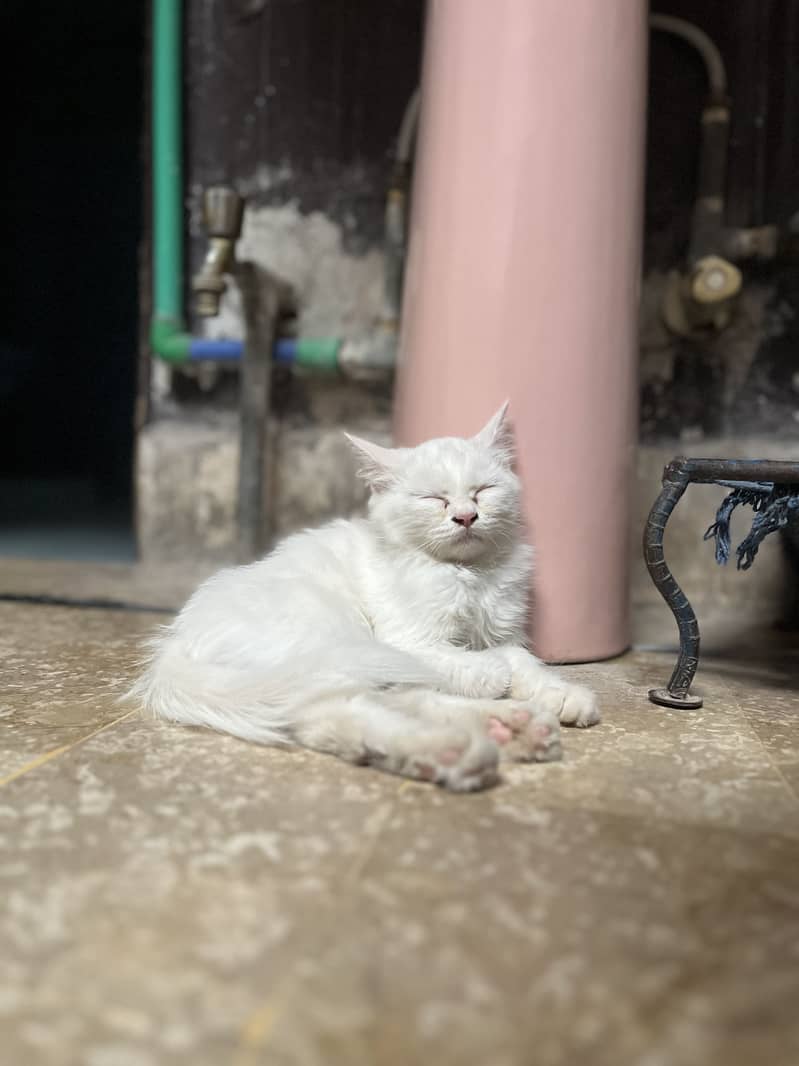 Litter train cat 1