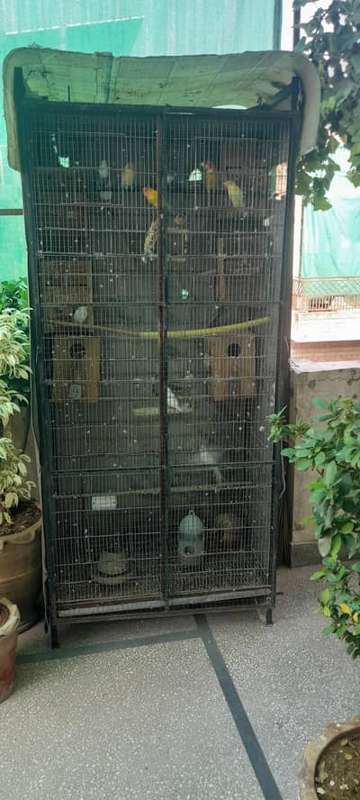 love birds with cage