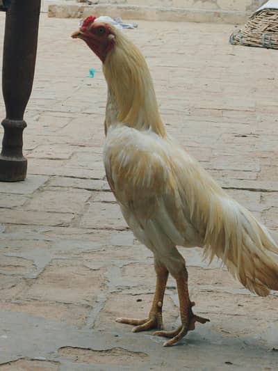 white heera