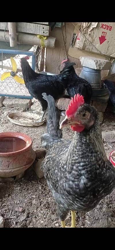 Austrlop+Desi male available for sale