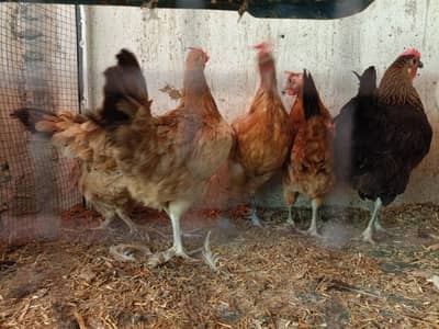 Egg laying murgiyan