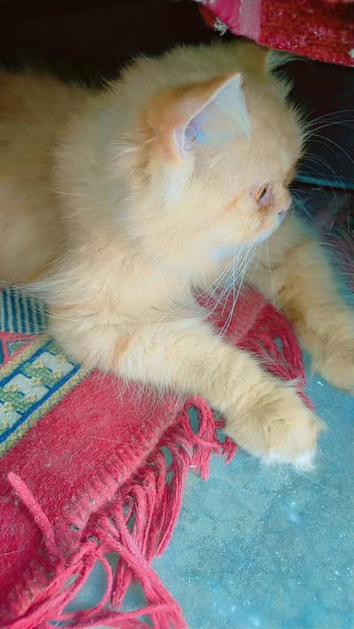 Persian cat for sale in argent
