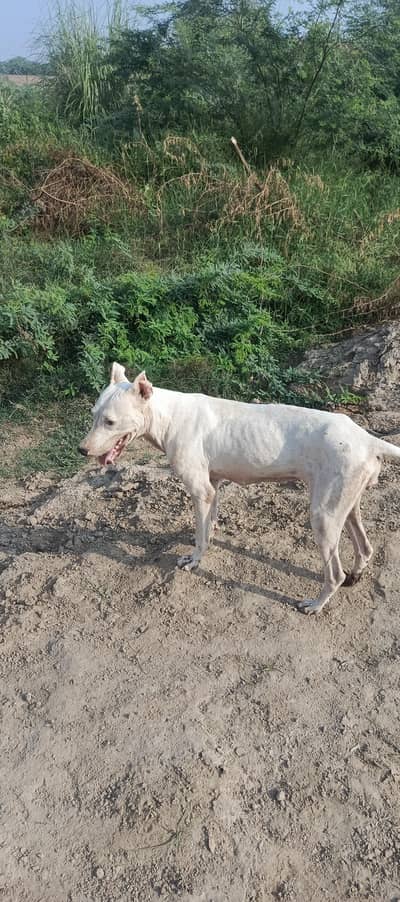gultair female for sale
