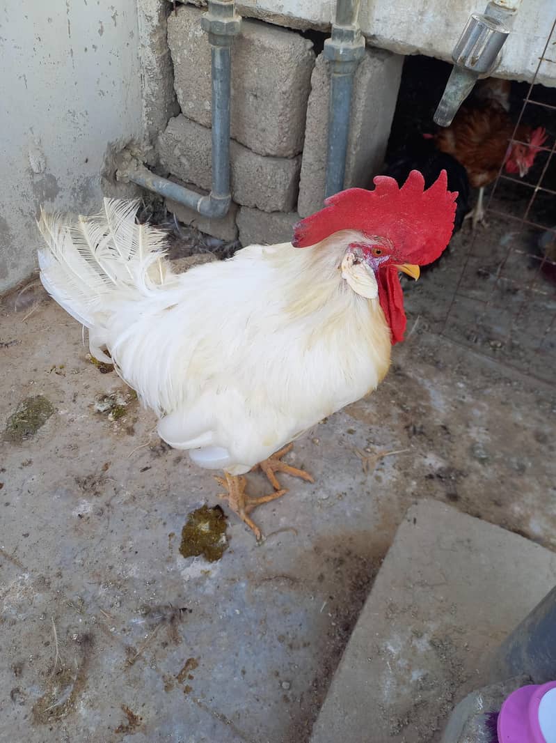 murga 2