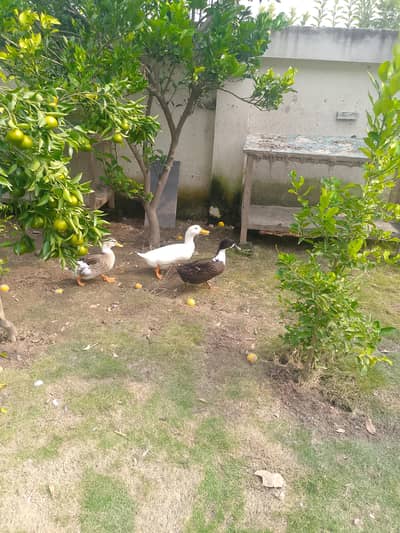 بطخ برائے فروخت