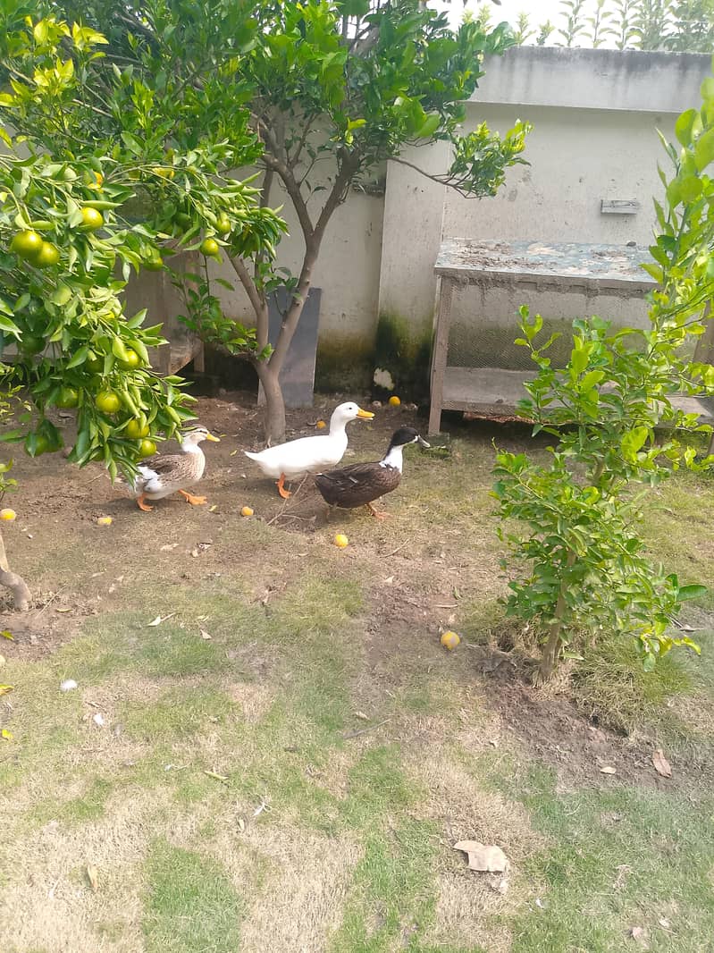 بطخ برائے فروخت 0