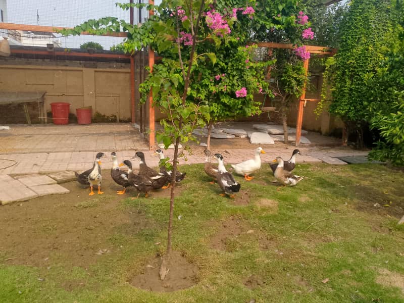 بطخ برائے فروخت 1