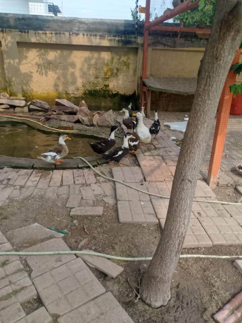بطخ برائے فروخت 2