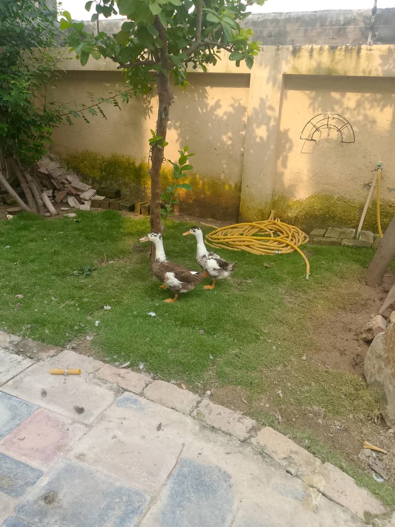 بطخ برائے فروخت 3