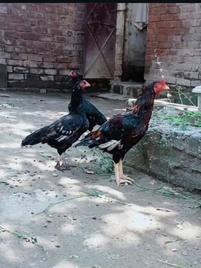mianwali aseel 1 male 6 female 0310 8497231
