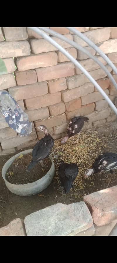 Aseel chicks for sale