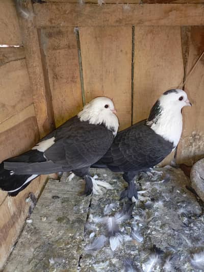 karblai aur fancy pigeon
