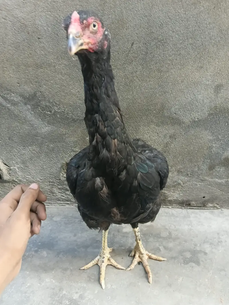 sheralikhan — photo 2