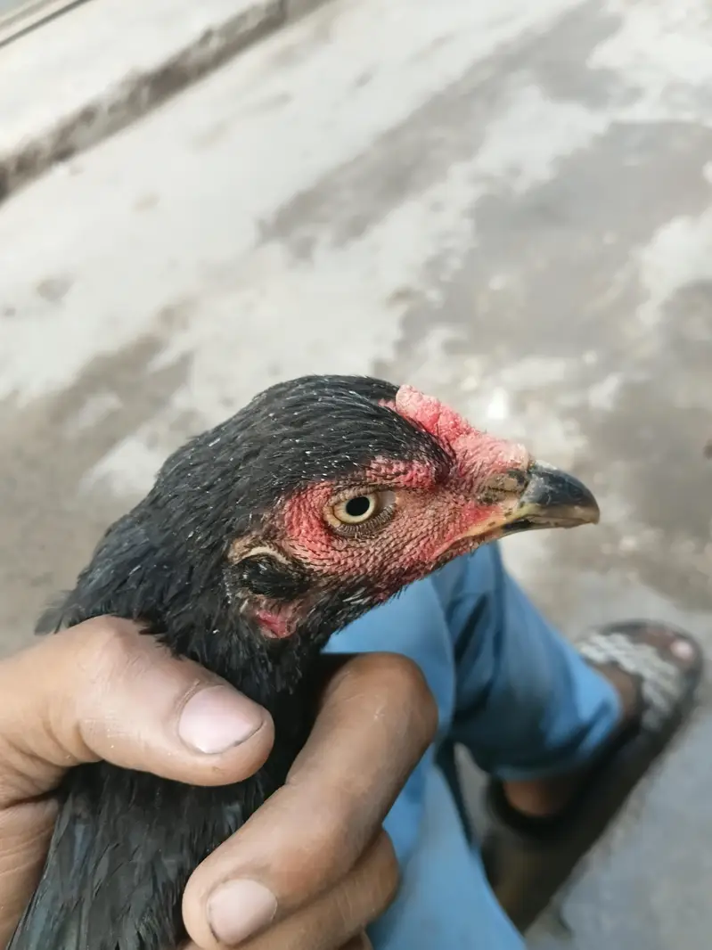 sheralikhan — photo 3