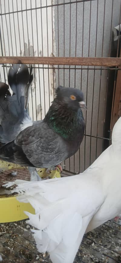 lakay pegion breeder pair with one chick