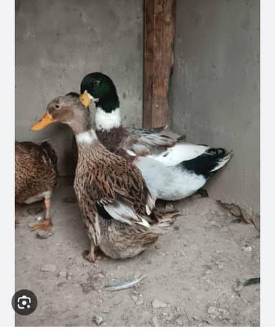 female duck for sale . . .
