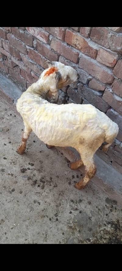 dasi chatra bacha 03098289032