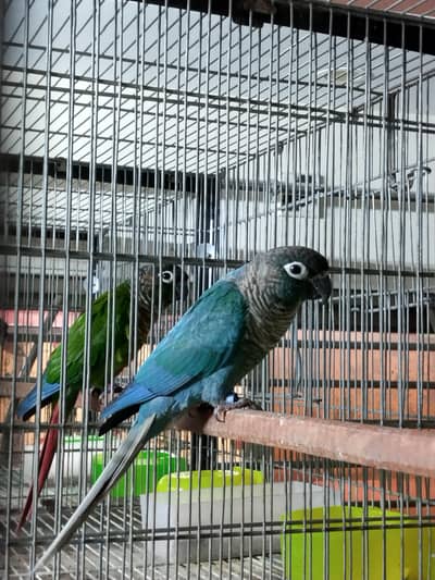 blue turquoise/torquoise conure pairs available